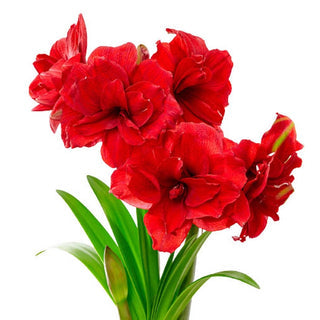 Amarantia Amaryllis Seeds